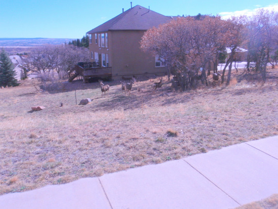 Deer, Centennial Blvd, North Colorado Springs.